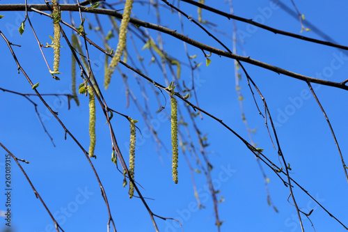 Awakening of nature. Young hanging shoots from buds on the bare branches of a tree against a blue sky. Cut-off picture, horizontal, place for text. Nature's concept