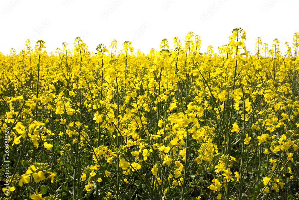 Obraz premium Rape. Yellow flowers bloom in the fields on a clear sunny day.