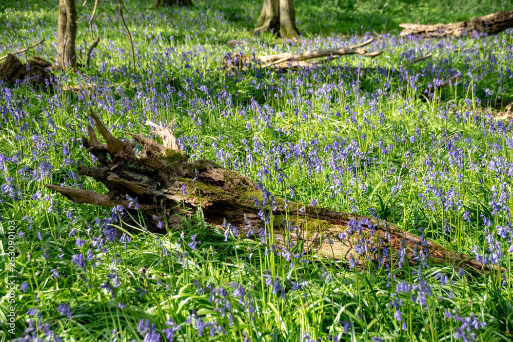Obraz premium Bluebell wildflower in woodland countryside