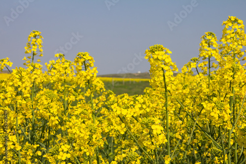 Rape. Yellow flowers bloom in the fields on a clear sunny day.
