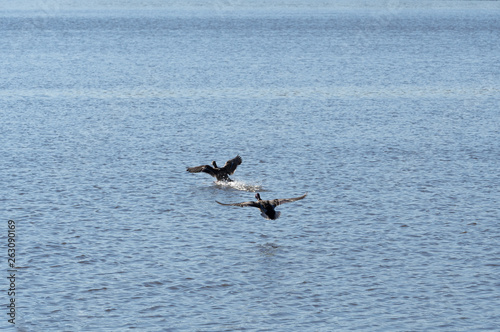 Two ducks fly over the river. © Павел