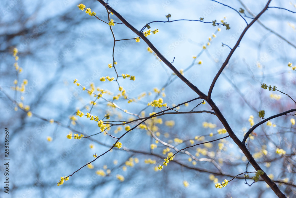 Yellow spicebush flowers against a blue sky in early Spring Yellow spicebush flowers against a blue sky in early Spring