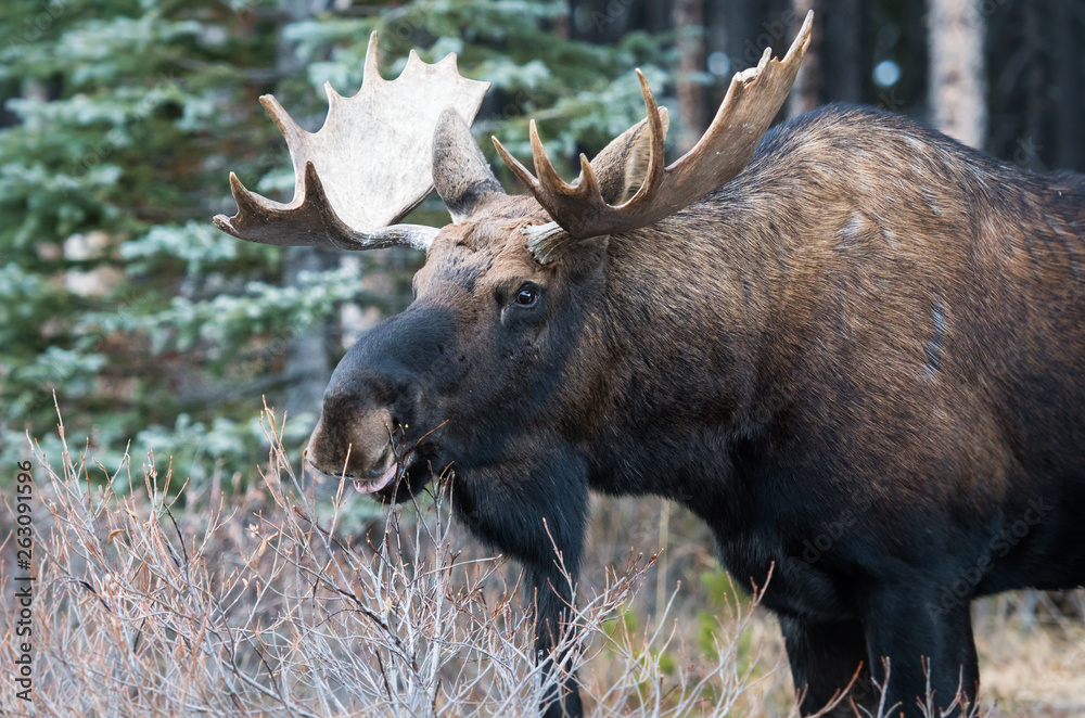 Bull moose in the early winter Bull moose in the early winter