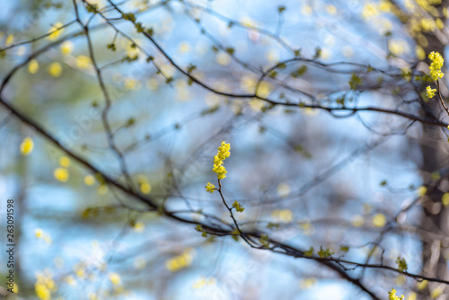 Yellow spicebush flowers against a blue sky in early Spring