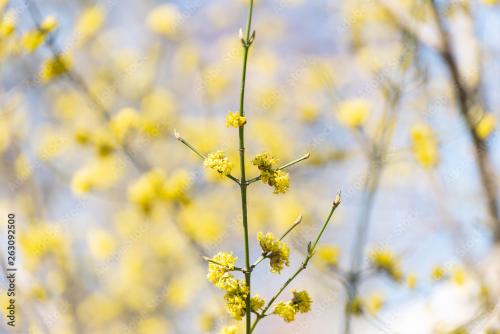Yellow spicebush flowers in early Spring Yellow spicebush flowers in early Spring