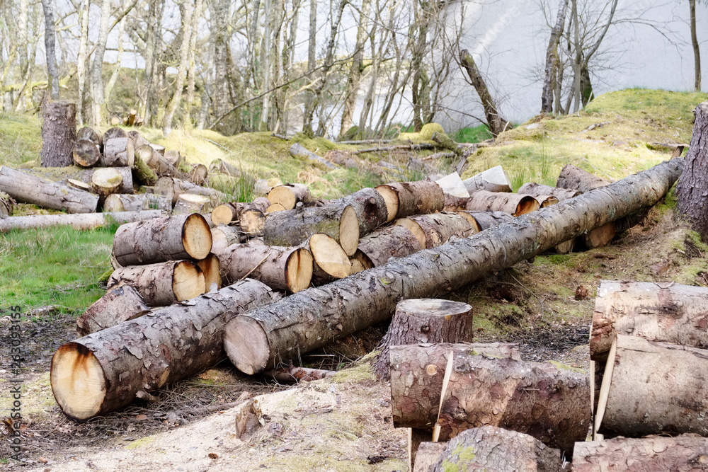 Chopped wood logs for sale use in fire place at home stored on forest woods green biomass energy Chopped wood logs for sale use in fire place at home stored on forest woods green biomass energy