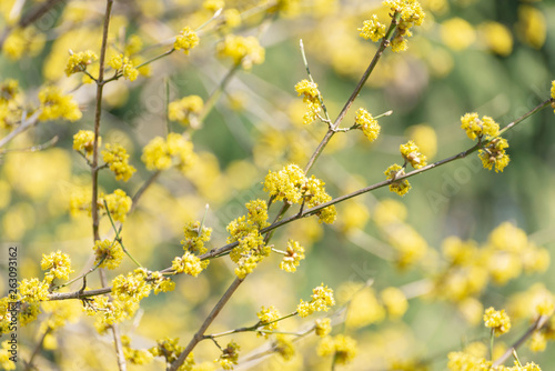 Yellow spicebush flowers in early Spring