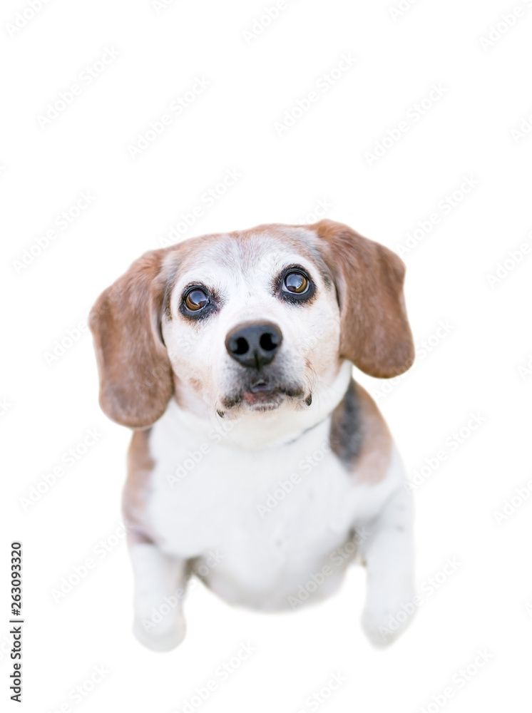 Overhead view of a purebred Beagle dog sitting up and begging