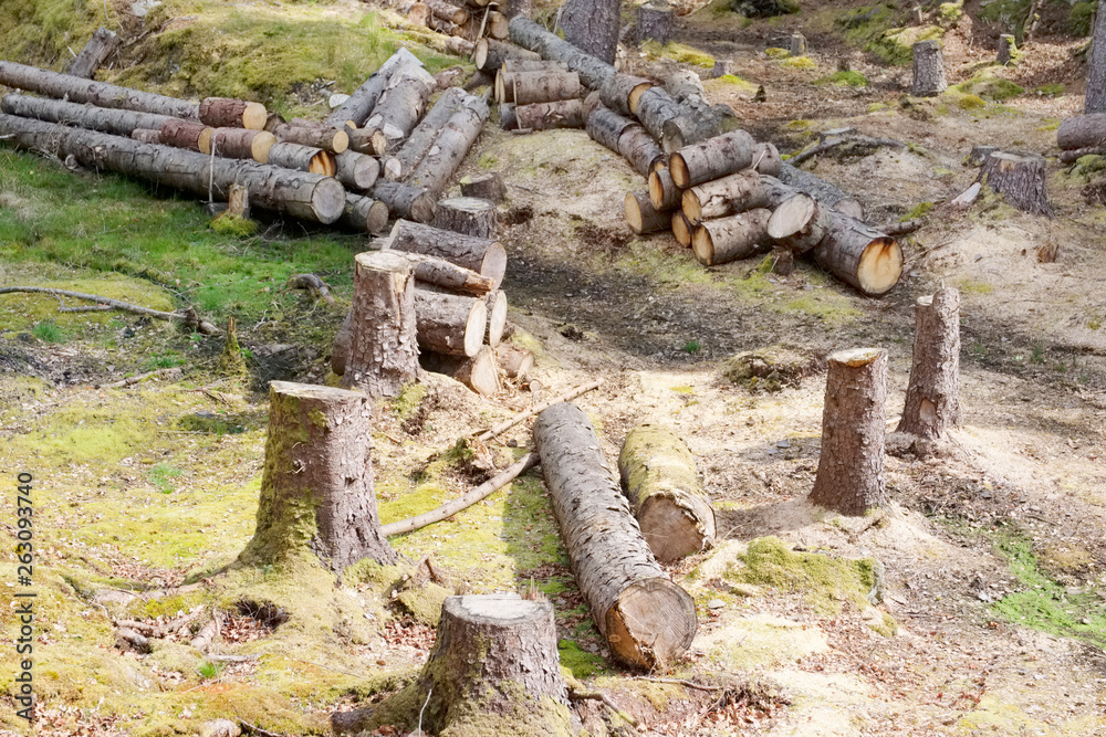 Chopped wood logs for sale use in fire place at home stored on forest woods green biomass energy Chopped wood logs for sale use in fire place at home stored on forest woods green biomass energy