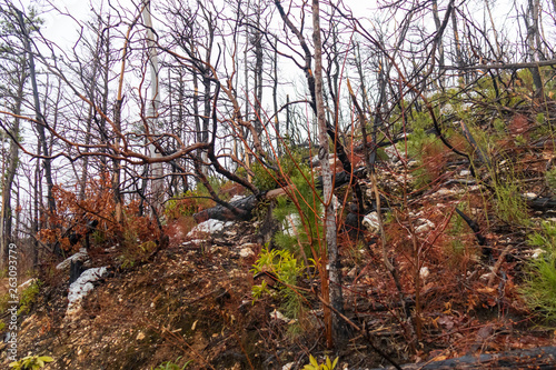 Burnt tree stump with new foliage