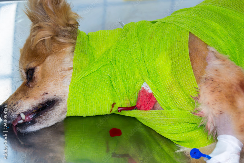 the dog neck is bandaged to protect the drain of a large wound Stock Photo Adobe Stock