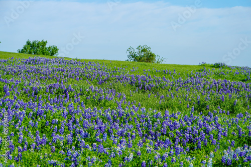 Wallpaper Mural Bluebonnet wildflowers blooming along a rural hillside during spring time near Texas Hill Country area Torontodigital.ca