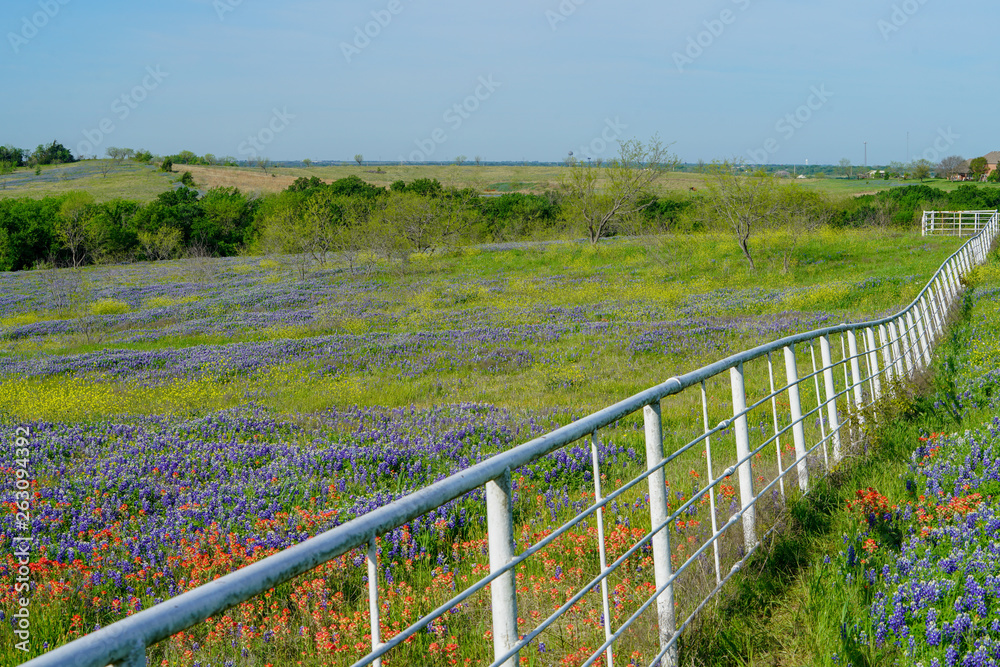 Bluebonnet wildflowers blooming in a field behind a white fence during spring time near Texas Hill Country area
