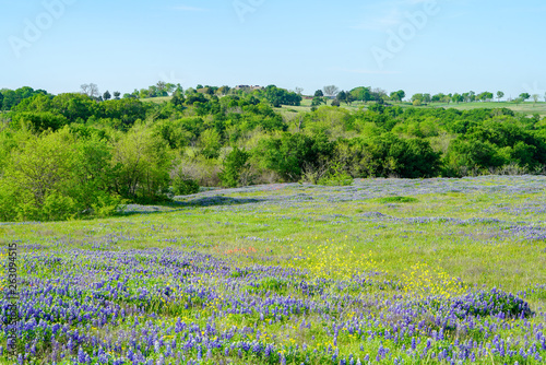 Bluebonnet wildflowers blooming in a meadow mixed with yellow during spring time near Texas Hill Country area