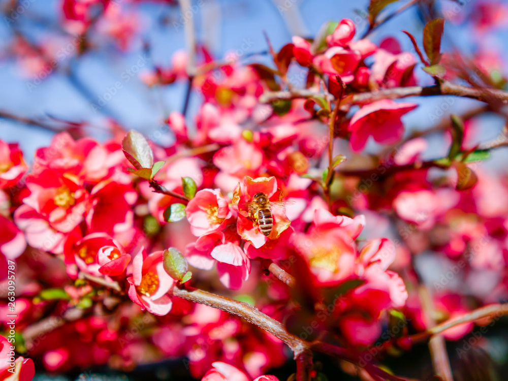 The bee pollinates pink flowers