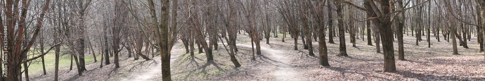 Panoramic view of early spring park with Manchurian cherry (Prunus maackii) trees and pathway. Minsk, Belarus Panoramic view of early spring park with Manchurian cherry (Prunus maackii) trees and pathway. Minsk, Belarus