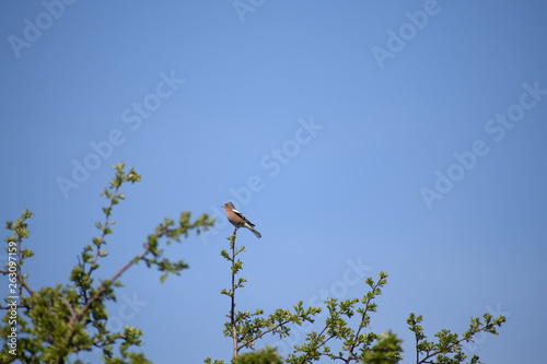 bird on a branch