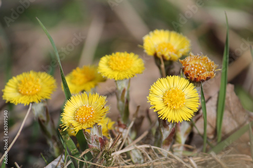Yellow flowers of Tussilago farfara or coltsfoot in early spring, Belarus