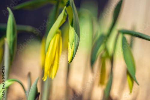 Yellow bellwort flowers in early Spring photo