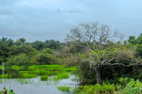  amazonian landscapes