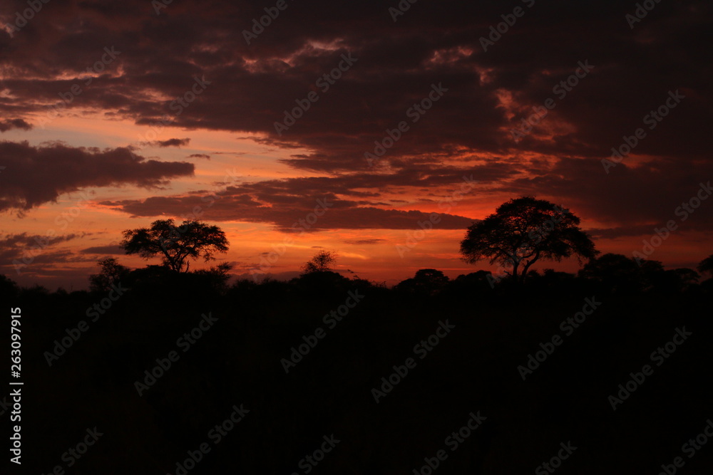 Sunrise in African savannah, a picture made on safari in Uganda. Acacia trees and palms and dry grassland, which host lot of large animals.