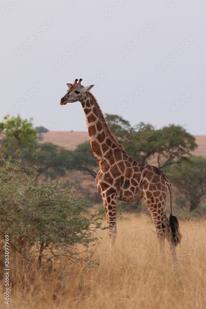 Obraz premium Rothschild's giraffe, a subspecies of the giraffe occurring in Uganda. It is one of the most endangered distinct populations of giraffe, with around two thousand estimated in the wild.
