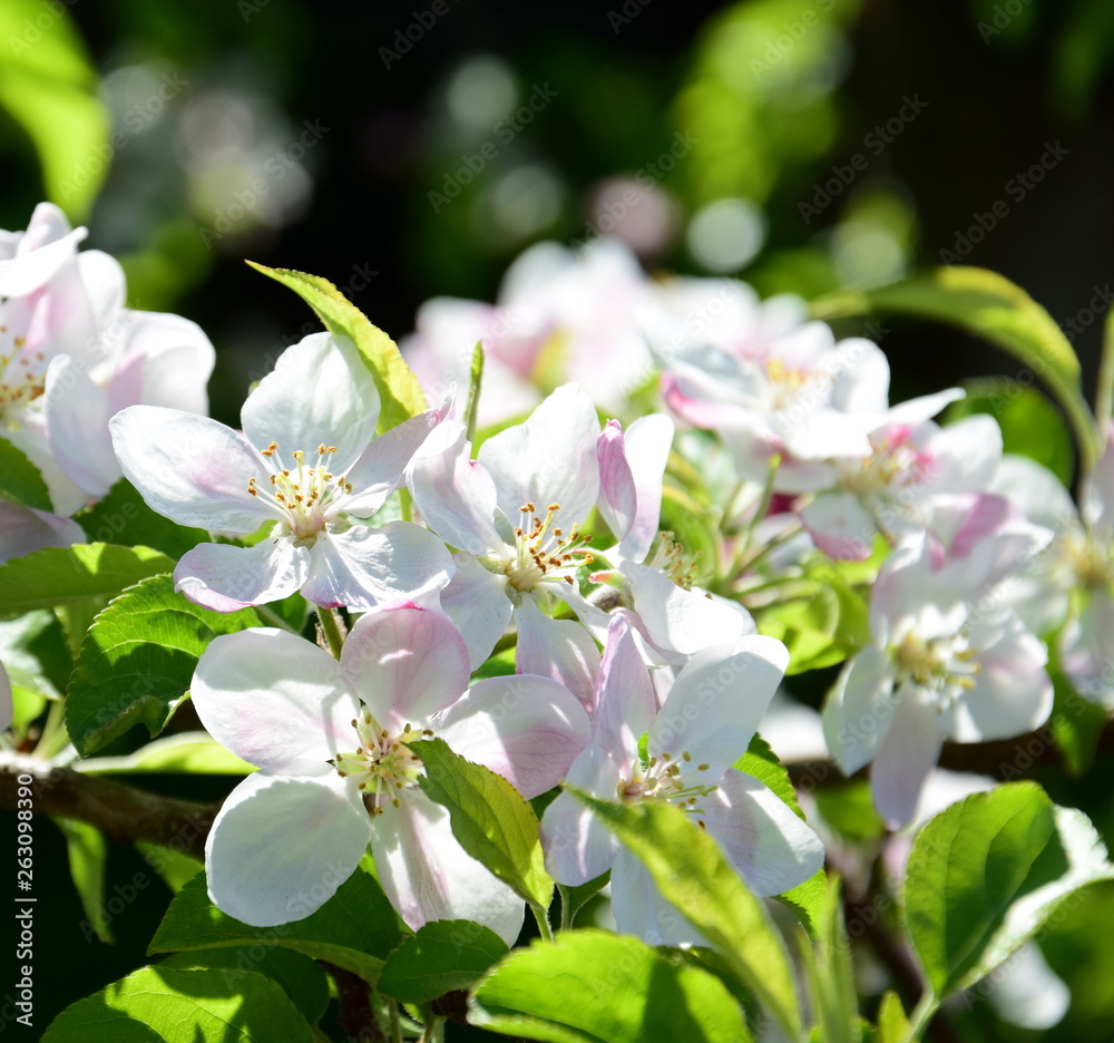 Fototapeta premium Apfelbaumblüten - Apfelbaum - Blütezeit - Freisteller