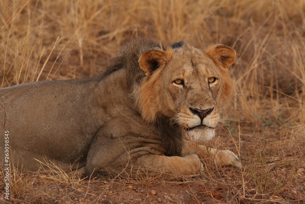 Wild African lioness in the savannah. A noble predatory cat in its natural habitat. Wild African lioness in the savannah. A noble predatory cat in its natural habitat.