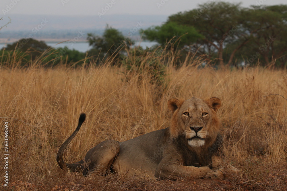 Fototapeta premium Wild African lioness in the savannah. A noble predatory cat in its natural habitat.