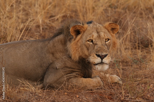 Wild African lioness in the savannah. A noble predatory cat in its natural habitat. © Jiri Prochazka
