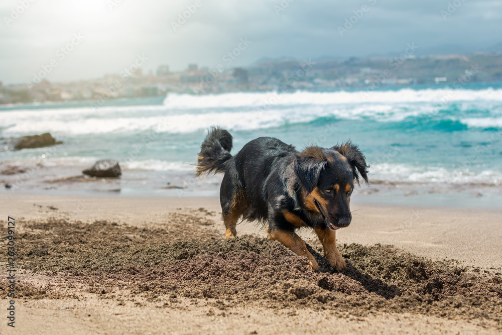 Dog having fun in summer by digging in the sand on the shore of the beach.