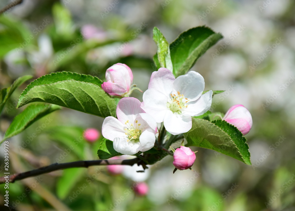 Obraz premium Blüten eines Apfelbaumes - Der Frühling zieht ins Land