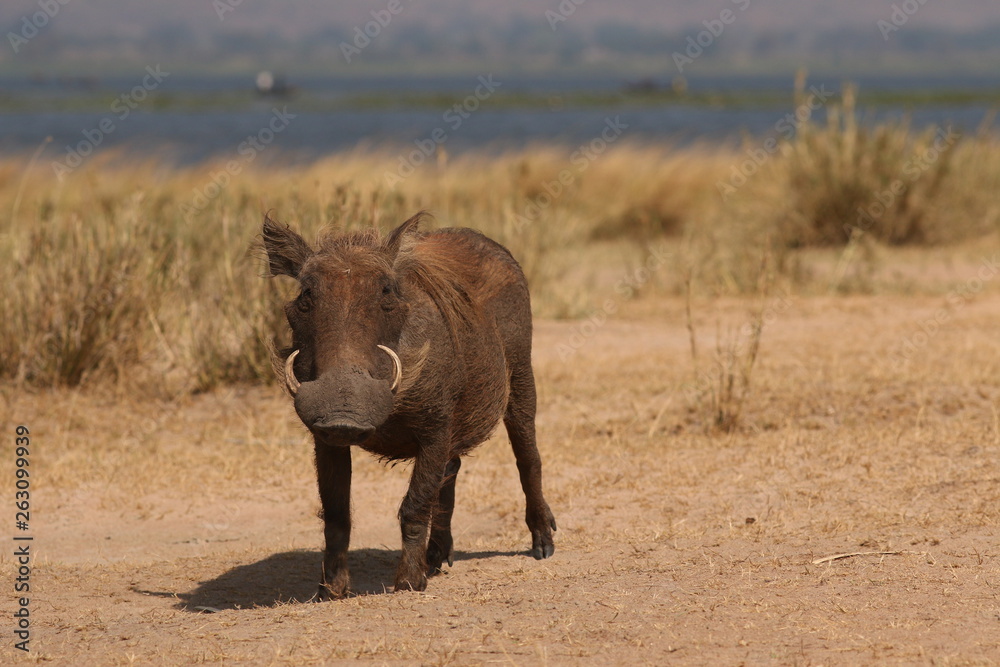 Fototapeta premium The common warthog, a wild member of the pig family (Suidae) found in grassland, savanna, and woodland in sub-Saharan Africa.