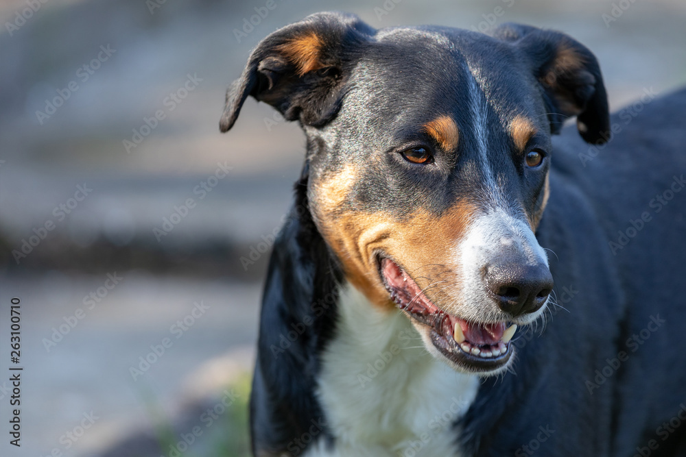 Appenzeller Mountain Dog, portrait of a dog close-up Appenzeller Mountain Dog, portrait of a dog close-up