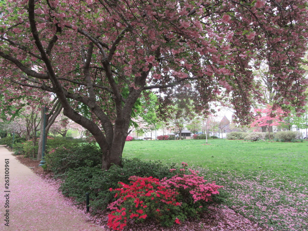 Naklejka premium Cherry blossom in Washington DC