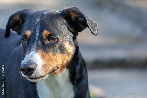 Appenzeller Mountain Dog, portrait of a dog close-up © Vince Scherer 