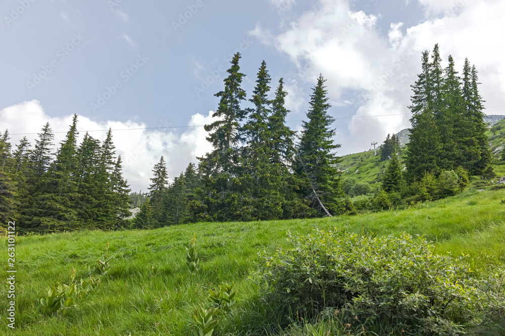 Fototapeta premium Summer Landscape of Vitosha Mountain, Sofia City Region, Bulgaria