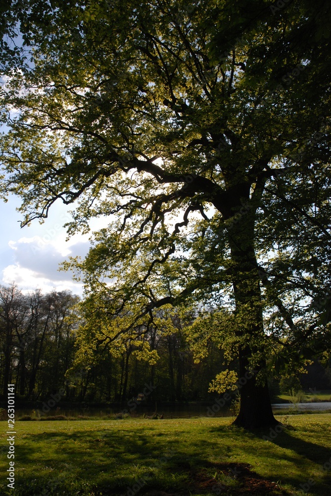 Fototapeta premium Jardin botanique de Meise (Brabant flamand- Belgique)