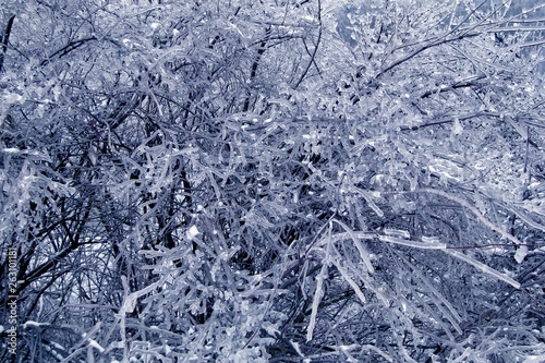 background in the form of icy bushes. the texture of the frozen branches of a tree. Winter landscape  snow and ice