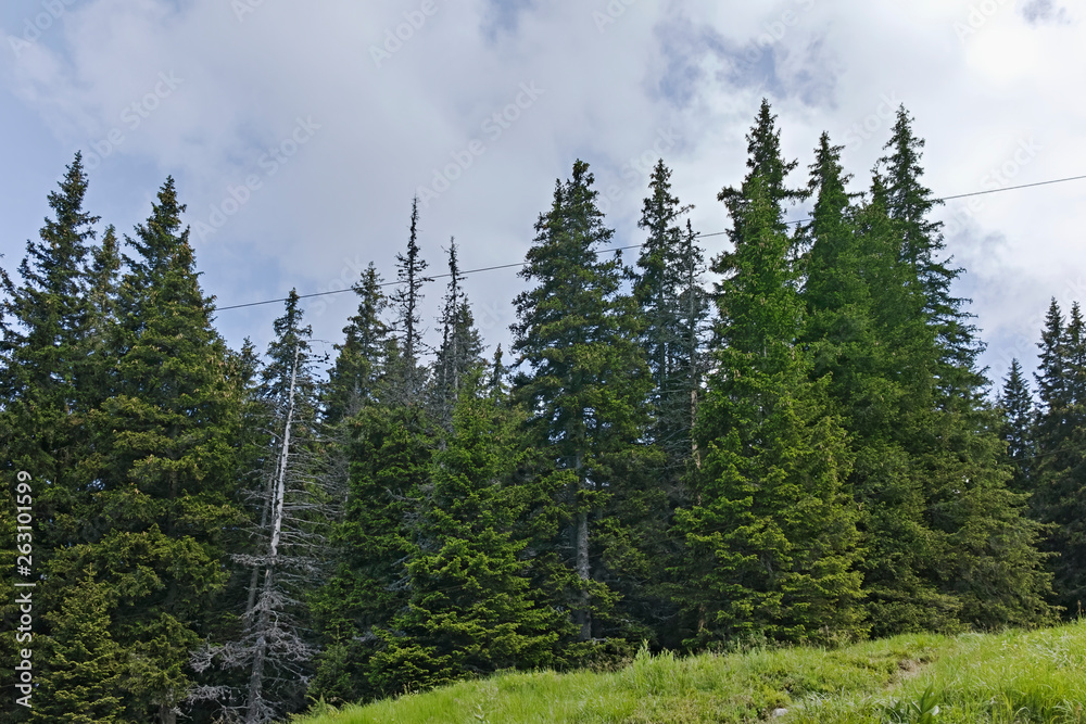 Summer Landscape of Vitosha Mountain, Sofia City Region, Bulgaria