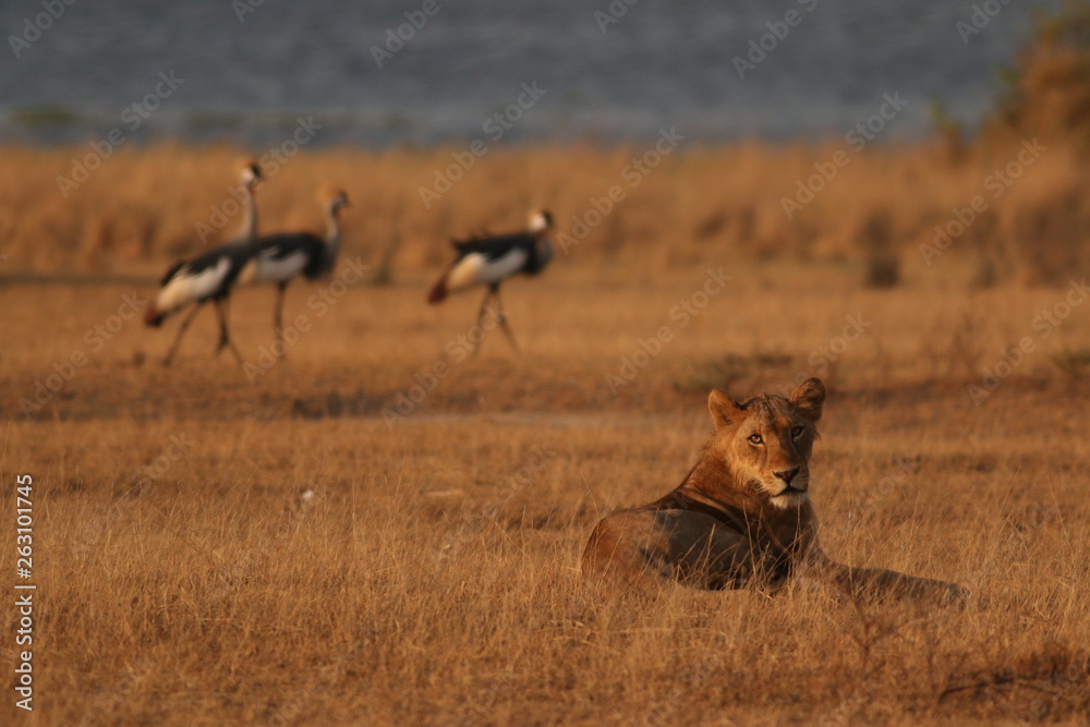 Naklejka premium African lion resting on the ban of the Nile river with Grey crowned cranes in the background. A picture from safari in Uganda.
