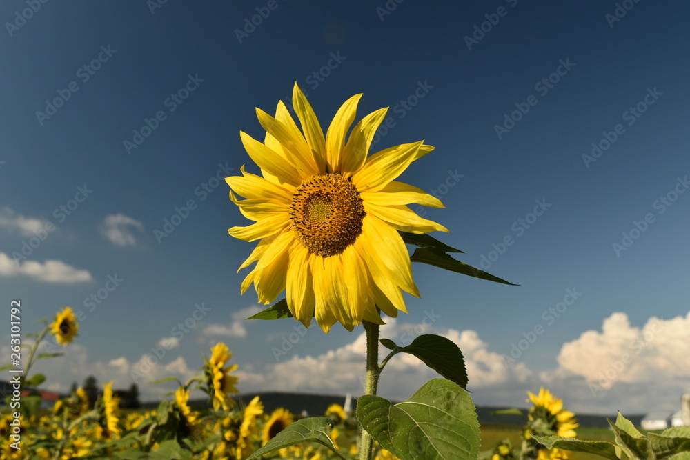 Sunflower standing tall 