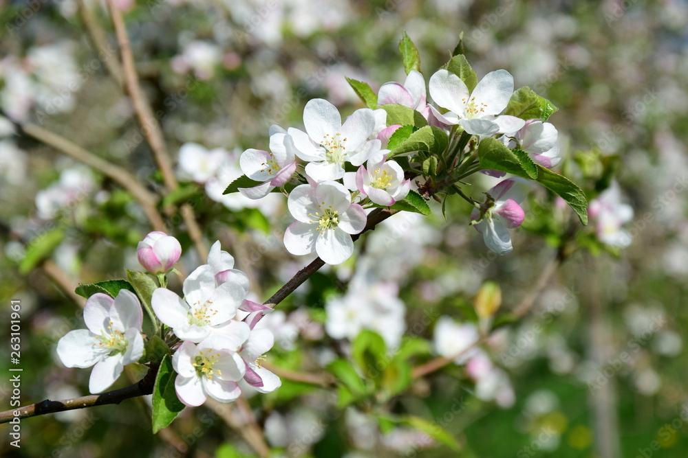 Apfelbaumblüten - Apfelbaum - Blütezeit - Freisteller Apfelbaumblüten - Apfelbaum - Blütezeit - Freisteller