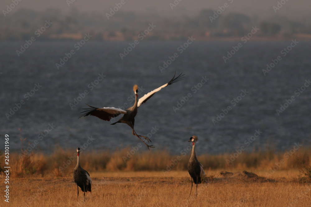 Grey crowned crane on a close up picture from its natural environment, a bank of the Nile river in Uganda. Grey crowned crane on a close up picture from its natural environment, a bank of the Nile river in Uganda.
