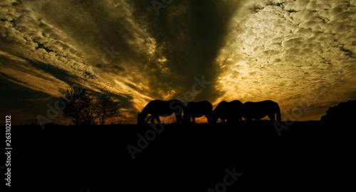 Fototapeta Naklejka Na Ścianę i Meble -  Pferde im Sonnenuntergang