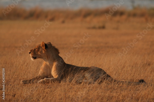 Wild African lions in the savannah. A noble predatory cat in its natural habitat.