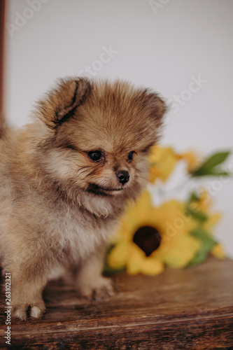 german spitz baby puppy sunflowers