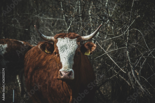 portrait of a cow