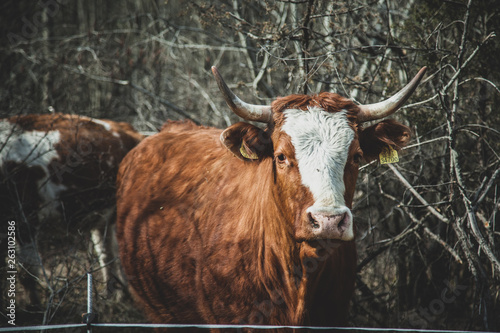 cow on pasture