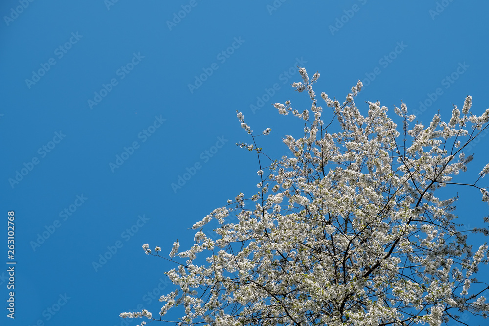 Blooming white tender flowers branches in spring warm bright sunny day, copyspace Blooming white tender flowers branches in spring warm bright sunny day, copyspace